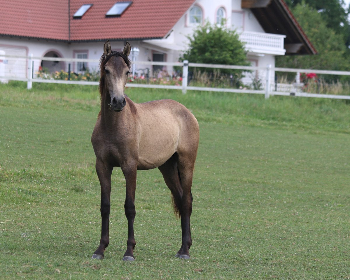 horse Hidalgo (Pura Raza Espanola (PRE), 2016, from Peladilla IV)