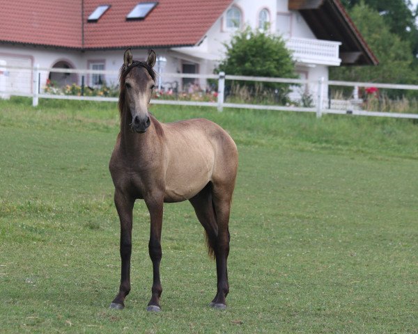 Pferd Hidalgo (Pura Raza Espanola (PRE), 2016, von Peladilla IV)