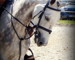 broodmare Gustique (KWPN (Royal Dutch Sporthorse), 2011, from Bustique)