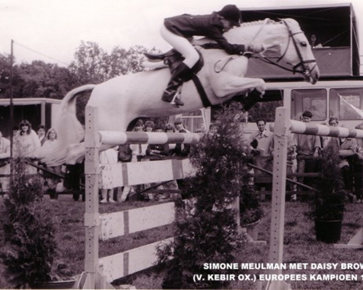 broodmare Daisy Brown (Nederlands Rijpaarden en Pony, 1971, from Kebir II ox)