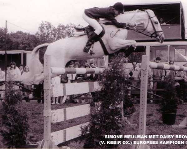 Zuchtstute Daisy Brown (Niederländisches Pony, 1971, von Kebir II ox)
