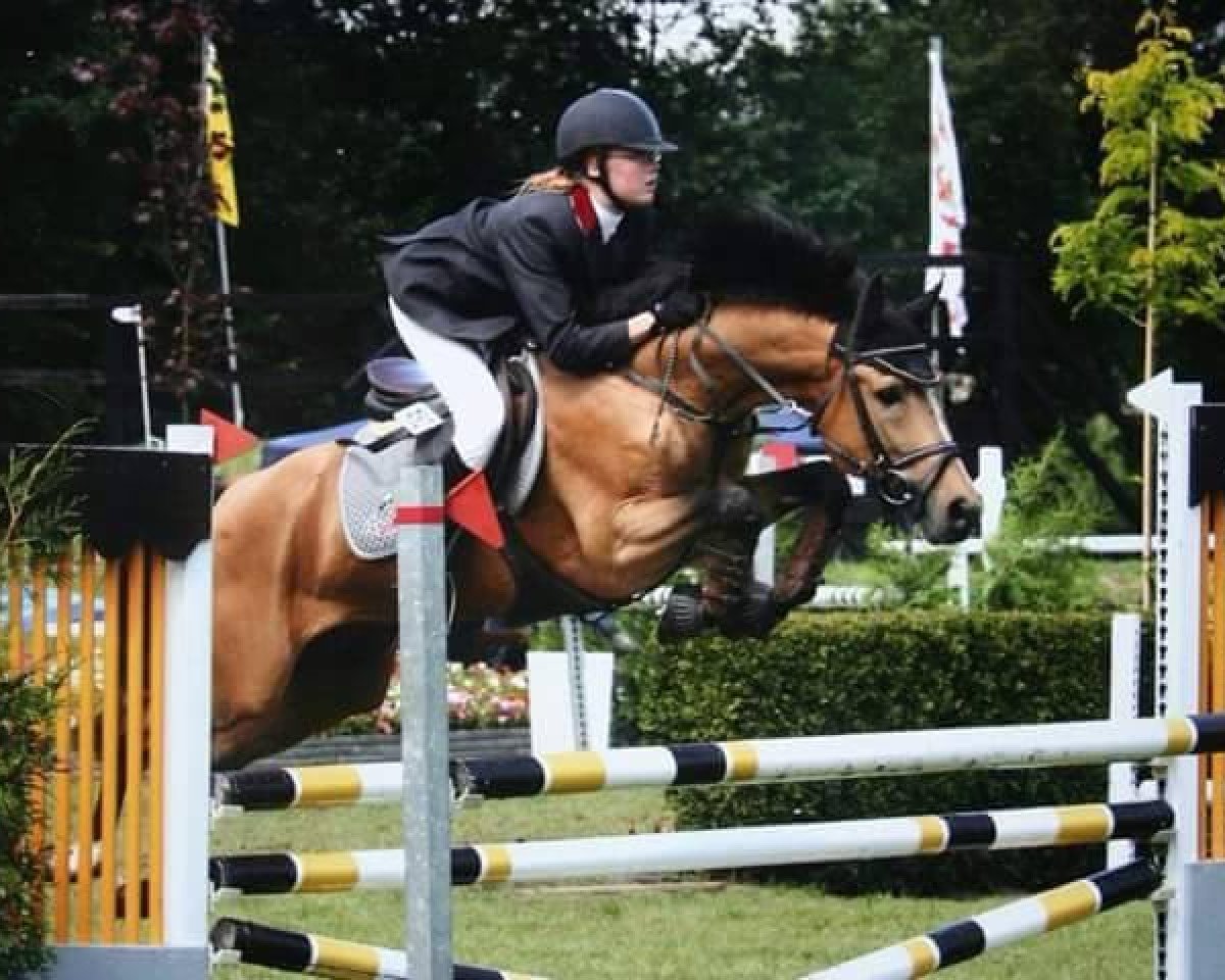 Deckhengst Orchid's Cestanii (Nederlands Rijpaarden en Pony, 1995, von Kantje's Carlando)