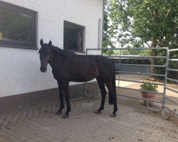 dressage horse Felina 203 (Württemberger, 2012, from Frank Sinatra Gold)