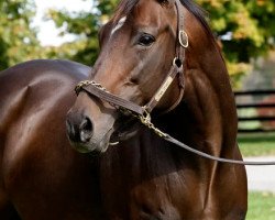 broodmare Final Legacy xx (Thoroughbred, 2000)