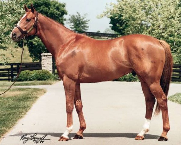 stallion Pioneering xx (Thoroughbred, 1993, from Mr. Prospector xx)