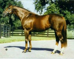 Deckhengst Wheaton xx (Englisches Vollblut, 1990, von Alydar xx)