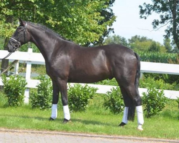 horse Stanly (Hanoverian, 2013, from Swarowski)