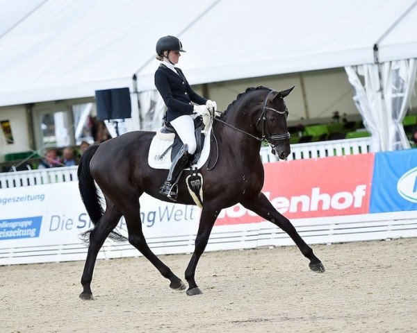 dressage horse Donna-Noblesse (Hanoverian, 2007, from Don Frederico)