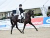 dressage horse Donna-Noblesse (Hanoverian, 2007, from Don Frederico)