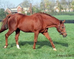 broodmare Terlingua xx (Thoroughbred, 1976, from Secretariat xx)