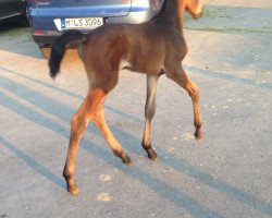 broodmare Cornetta d'Amour (Westphalian, 2016, from Cornet Obolensky)