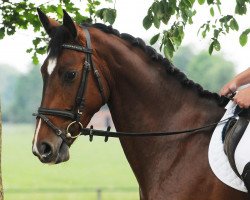 jumper Wallach von Conturio/Cantus (Oldenburg show jumper, 2013, from Conturio)