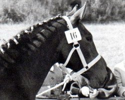 broodmare Gotenallee (Hanoverian, 1964, from Gouverneur)