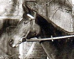 broodmare Maravilla xx (Thoroughbred, 1956, from Magnat xx)