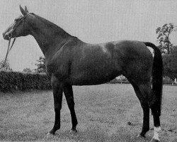 broodmare La Jana (Hanoverian, 1972, from Lions xx)