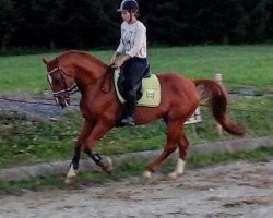 Springpferd Edoardo (Hannoveraner, 2006, von Escudo I)