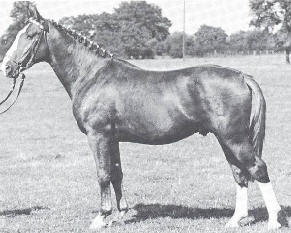 stallion Almfreund I (Hanoverian, 1938, from Almjaeger I)