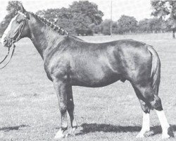 stallion Almfreund I (Hanoverian, 1938, from Almjaeger I)