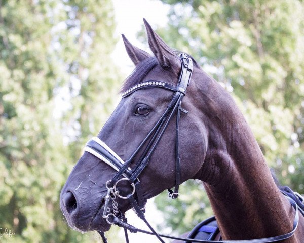 dressage horse Depiereux B (Hanoverian, 2009, from Damsey FRH)