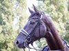 dressage horse Depiereux B (Hanoverian, 2009, from Damsey FRH)