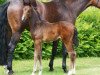 dressage horse Fortissima v.d.Heide (Oldenburg, 2017, from For Romance II)