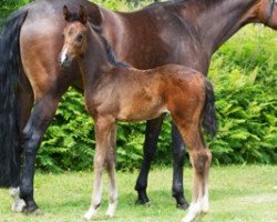 dressage horse Fortissima v.d.Heide (Oldenburg, 2017, from For Romance II)