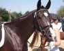 dressage horse Frederiko 3 (Westphalian, 2010, from Fifty Cent)