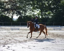 dressage horse Rubinero 13 (Hanoverian, 2006, from Rascalino)