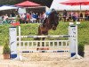 jumper Candy Shop F (Oldenburg show jumper, 2009, from Atticus)