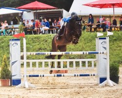 jumper Candy Shop F (Oldenburg show jumper, 2009, from Atticus)