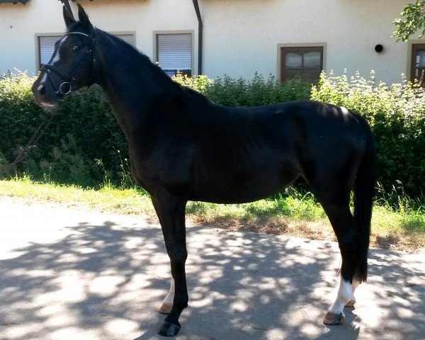 dressage horse Pilot`s Coolman (German Sport Horse, 2014, from Belantis)