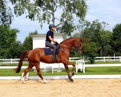 broodmare Creme de La Creme (Württemberger, 2012, from Ciacomo)