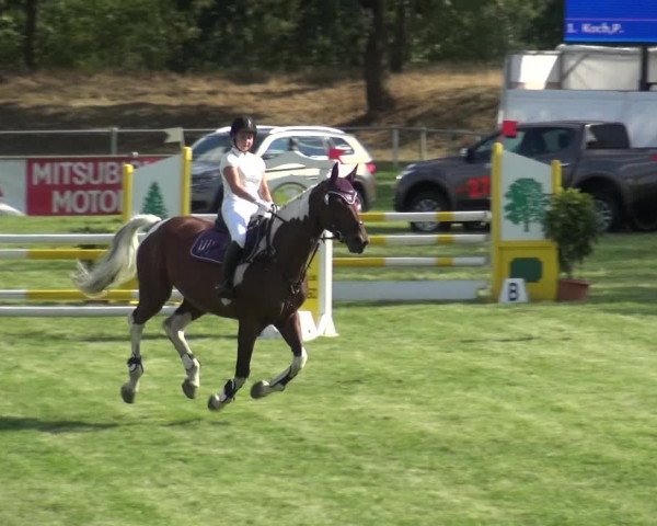 Reitturnier Gardelegen 2018