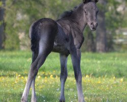 Pferd AE Egyptian Zaaim (Vollblutaraber, 2017, von Zarife El Mansour)