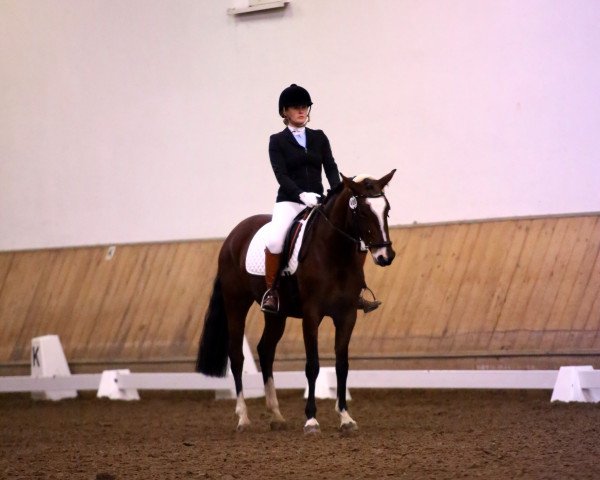 dressage horse Grammemühle's Donna Pinea (German Riding Pony, 2009, from Prince Charming 17)
