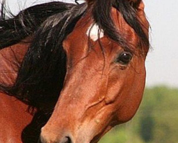 broodmare Nadeemah Bint Nashitu EAO (Arabian thoroughbred, 2001, from Ansata Amir Zaman EAO)