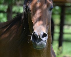 broodmare AE Egyptian Nawaal EAO (Arabian thoroughbred, 2011, from AE Haalim Jamil EAO)