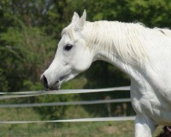 broodmare Maylisha EAO (Arabian thoroughbred, 2000, from MA Alishah 1985 EAO)