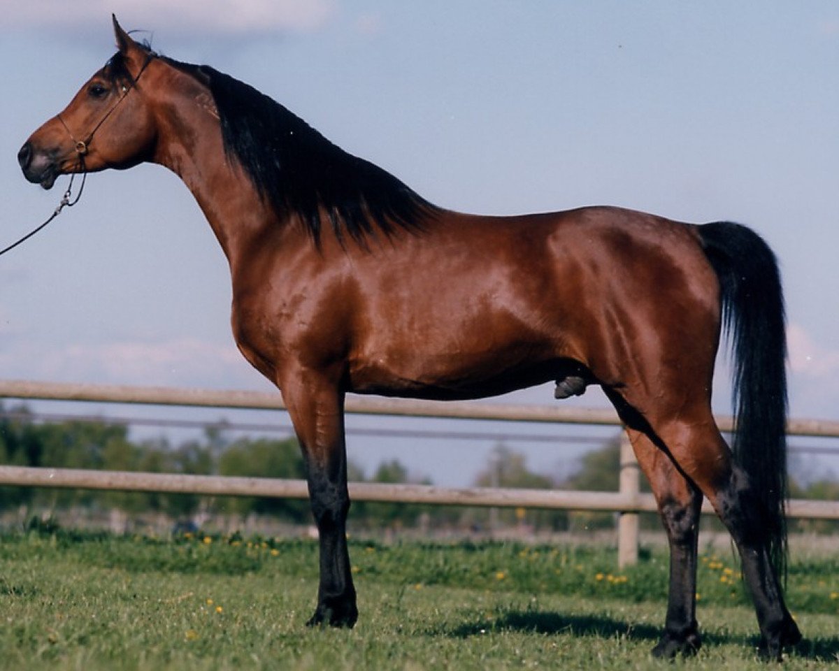 Deckhengst Nile Prince EAO (Vollblutaraber, 1987, von Kasr El Nil 1971 EAO)