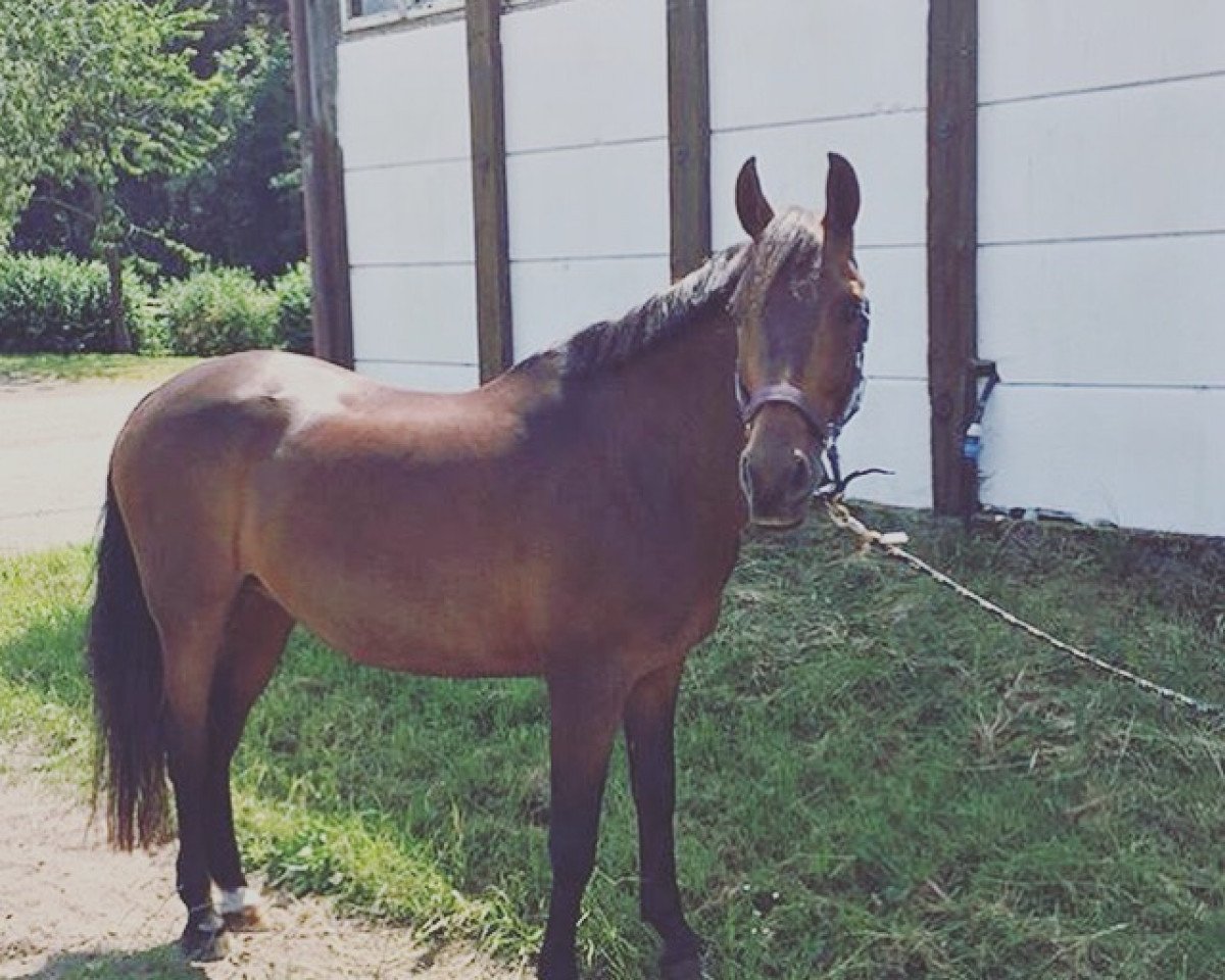 dressage horse Rolighedens Evita (Arab half breed / Partbred, 1999)