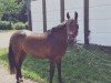 dressage horse Rolighedens Evita (Arab half breed / Partbred, 1999)