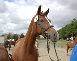 broodmare Whisper (Mecklenburg, 2008, from World Pleasure)