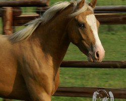 dressage horse Cool Blue Eyes (German Riding Pony, 2015, from Can Dance 3)