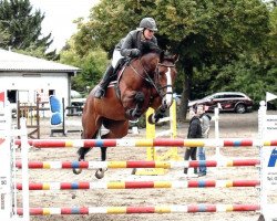 broodmare Sarazene (Oldenburg, 2006, from Balou du Rouet)