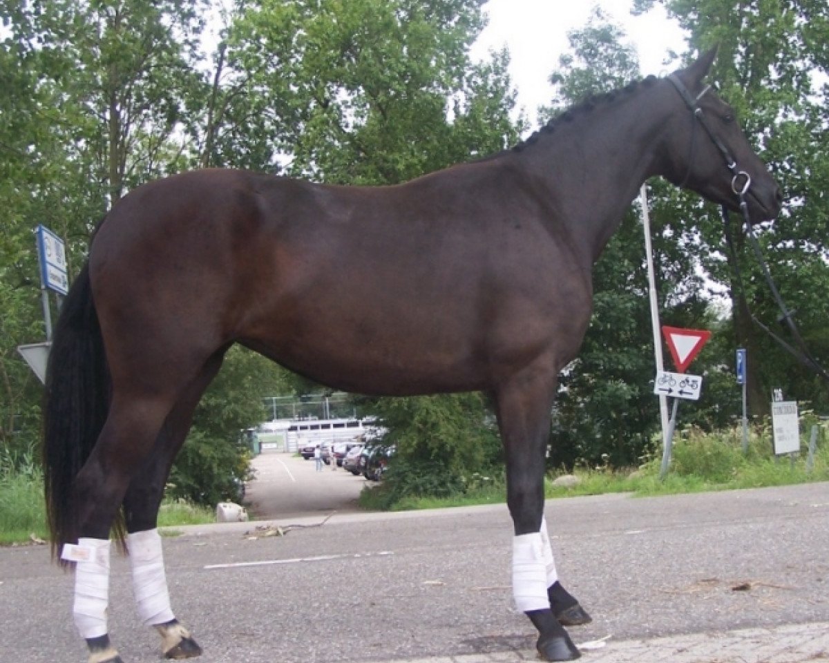 Dressurpferd Emira Diamant (KWPN (Niederländisches Warmblut), 2009, von Sorento OLD)