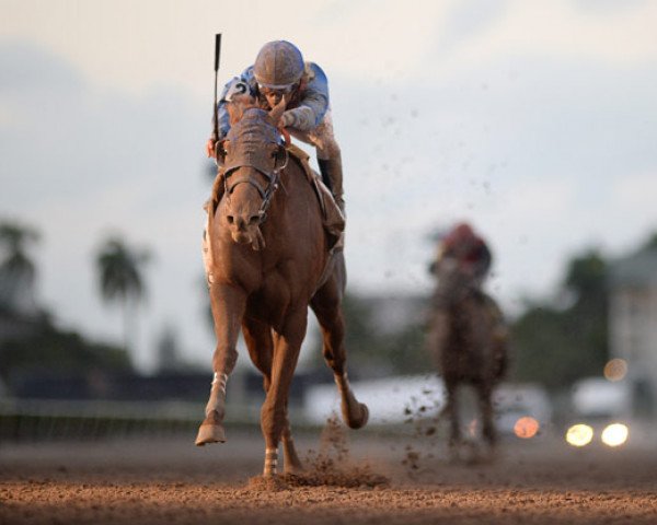 horse Gunnevera xx (Thoroughbred, 2014, from Dialed In xx)