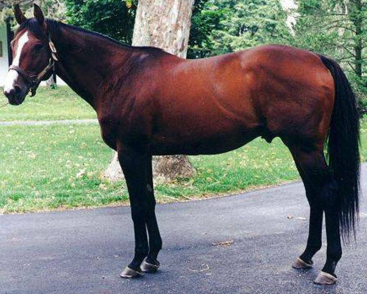 broodmare Unbridled Rage xx (Thoroughbred, 1995, from Unbridled xx)