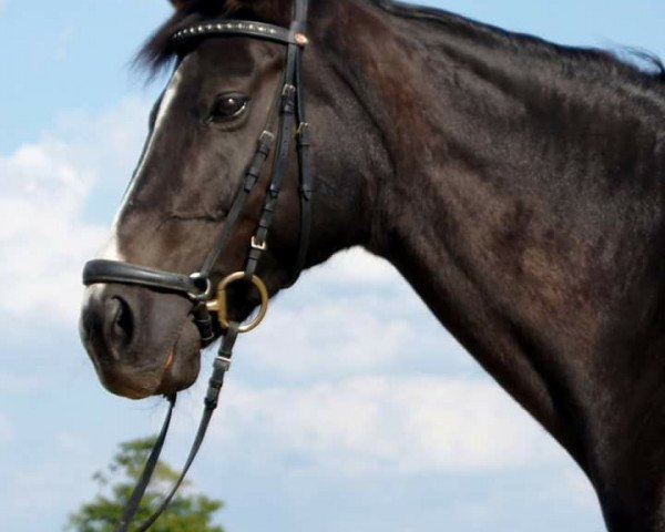 broodmare Goldfee (Hanoverian, 1994, from Goldstern)