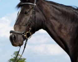 broodmare Goldfee (Hanoverian, 1994, from Goldstern)