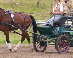 horse Vasko (Heavy Warmblood, 2013, from Volkmann)